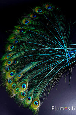 Paon bleu oeil-sabre - 25-35 cm - turquoise